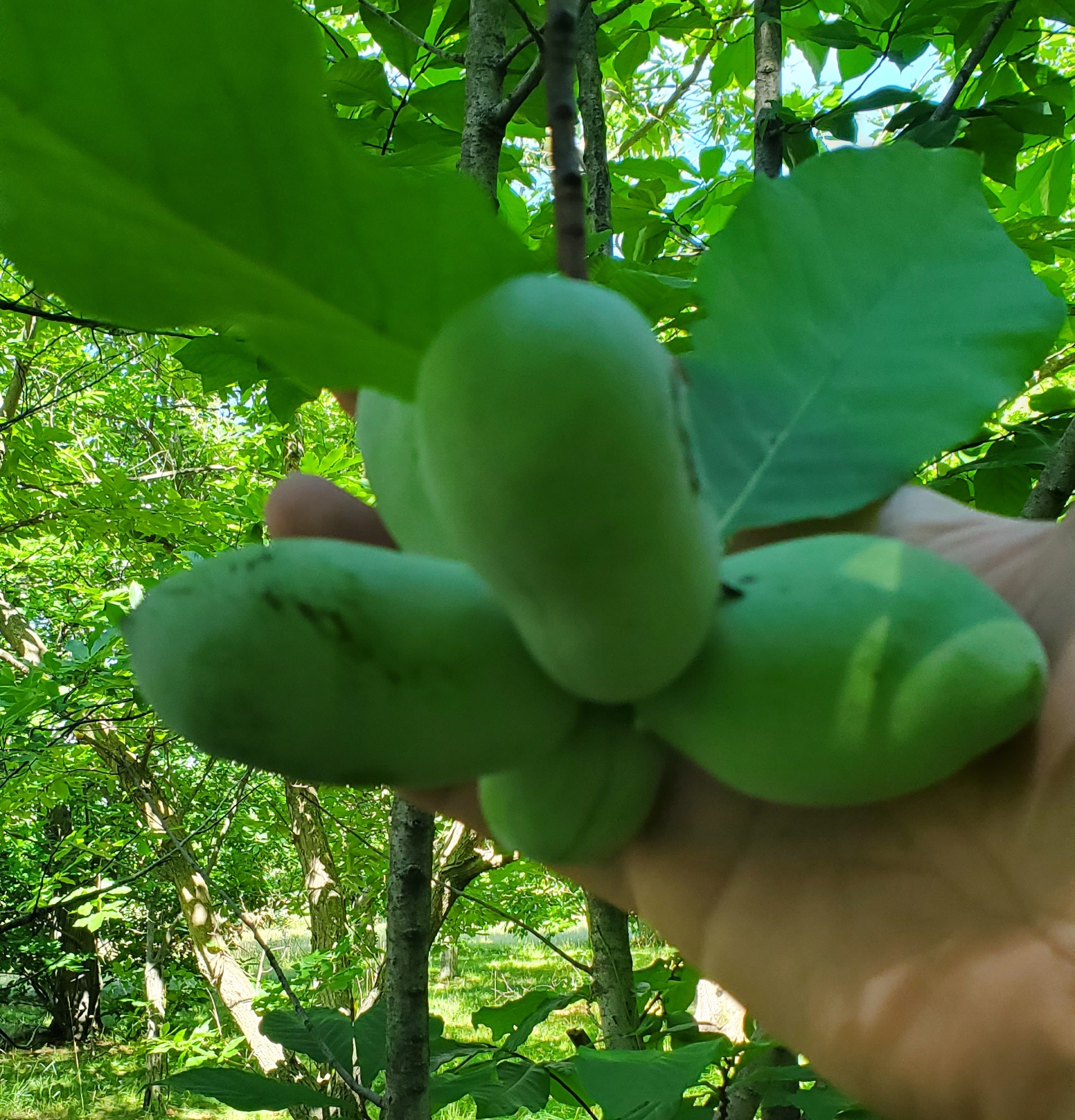 Paw paw fruit.